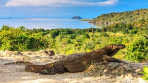 komodo tour packages