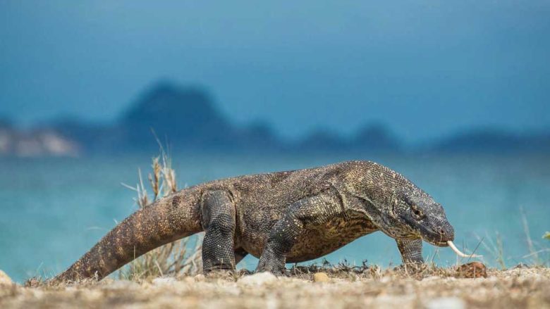 komodo island tour packages