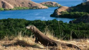 Top 5 PLaces to Visit in Komodo and Flores Island