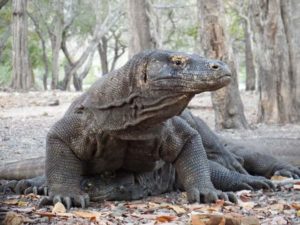 Komodo Dragon Tour Packages